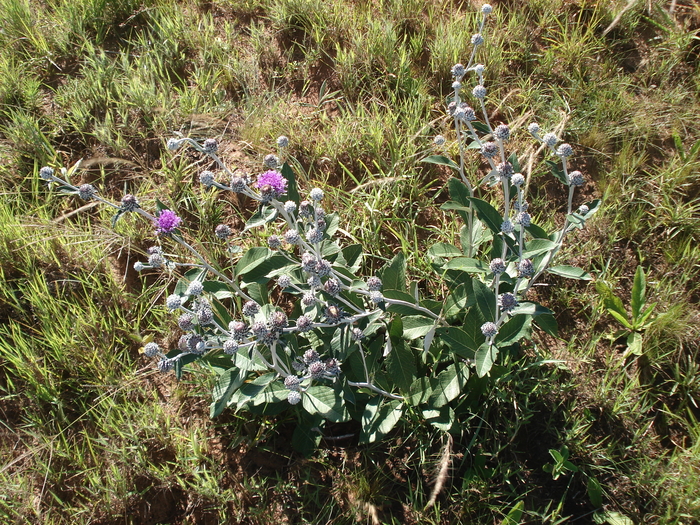Lessingianthus magnificus