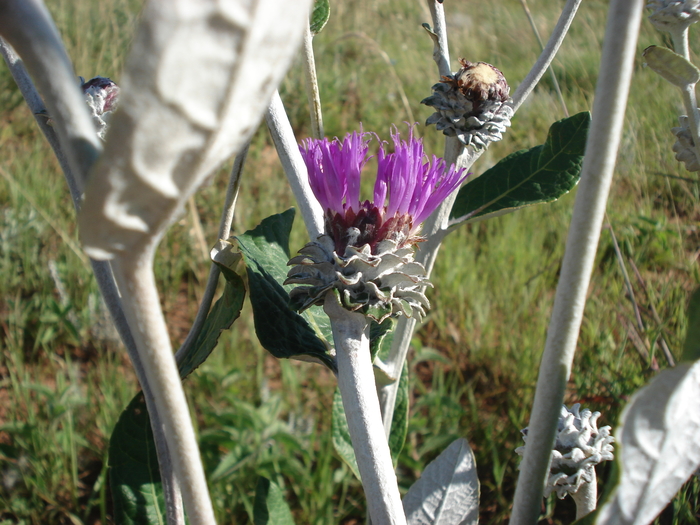 Lessingianthus magnificus