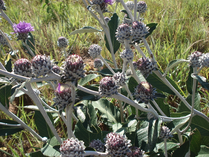 Lessingianthus magnificus