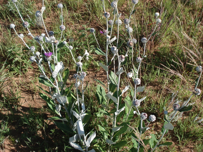 Lessingianthus magnificus