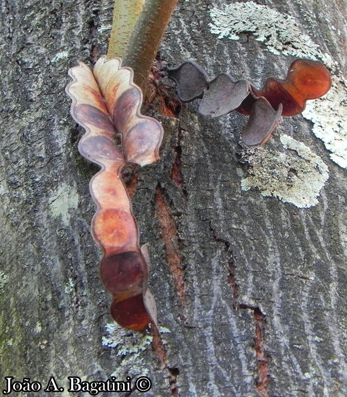 Anadenanthera macrocarpa