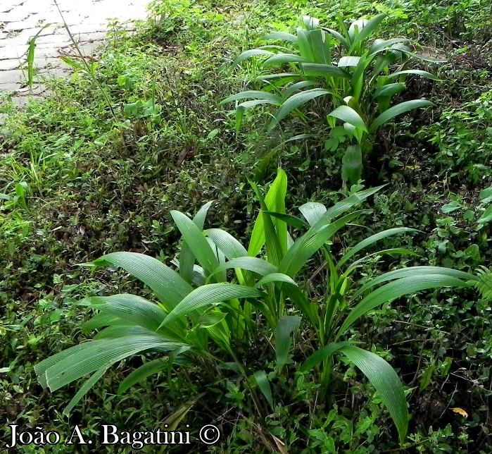 Setaria poiretiana