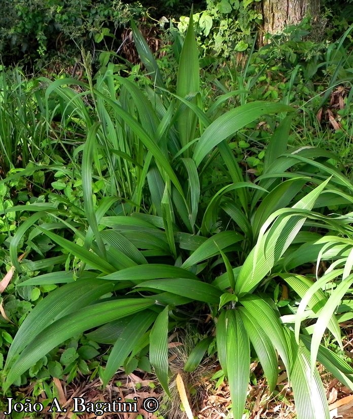 Setaria poiretiana