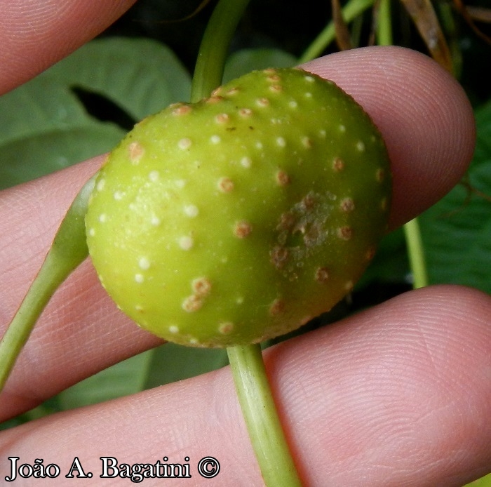 Dioscorea bulbifera