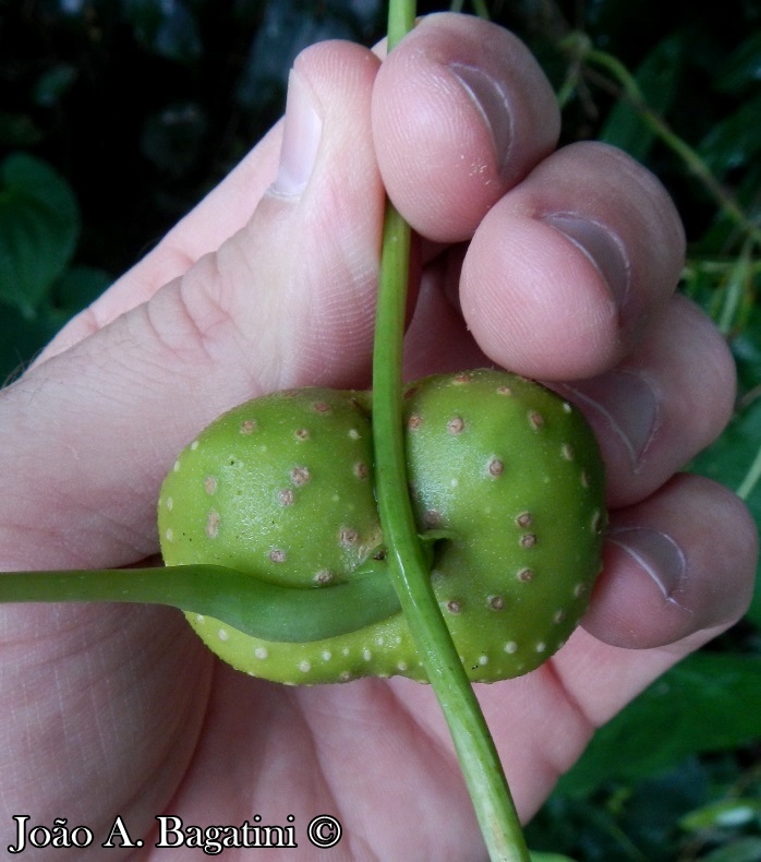 Dioscorea bulbifera