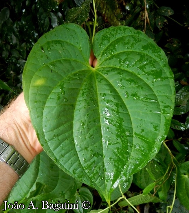 Dioscorea bulbifera