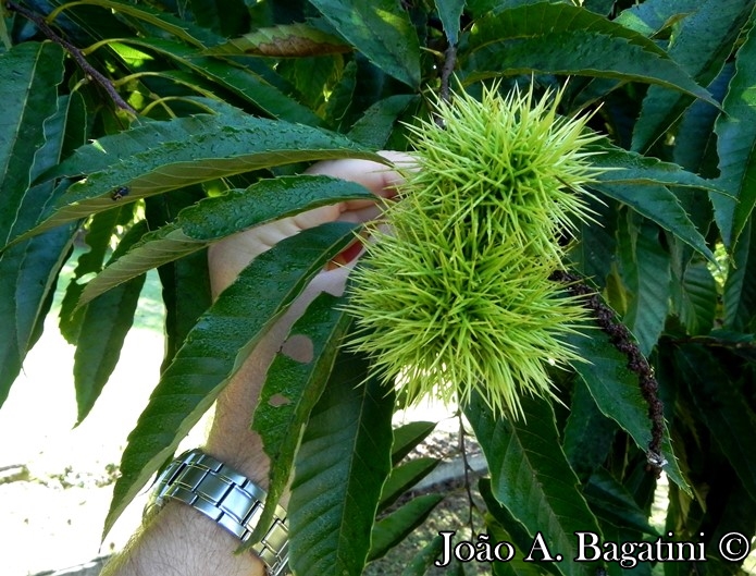 Castanea sativa