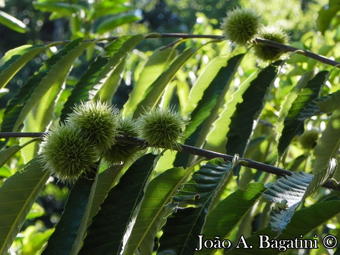 Castanea sativa