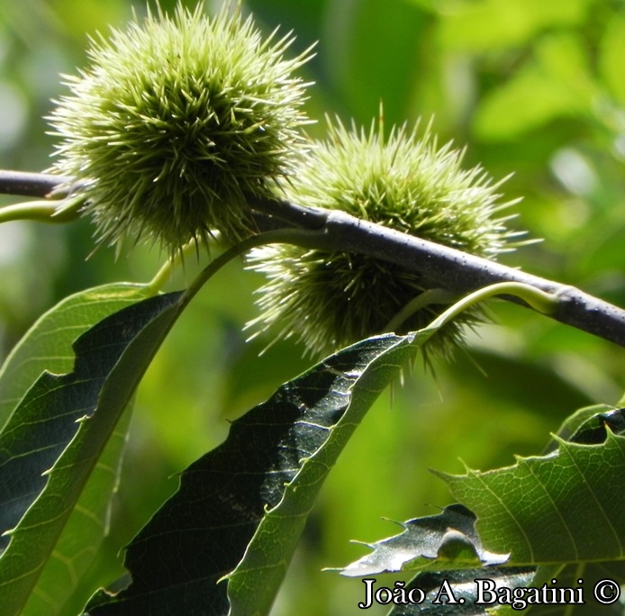 Castanea sativa