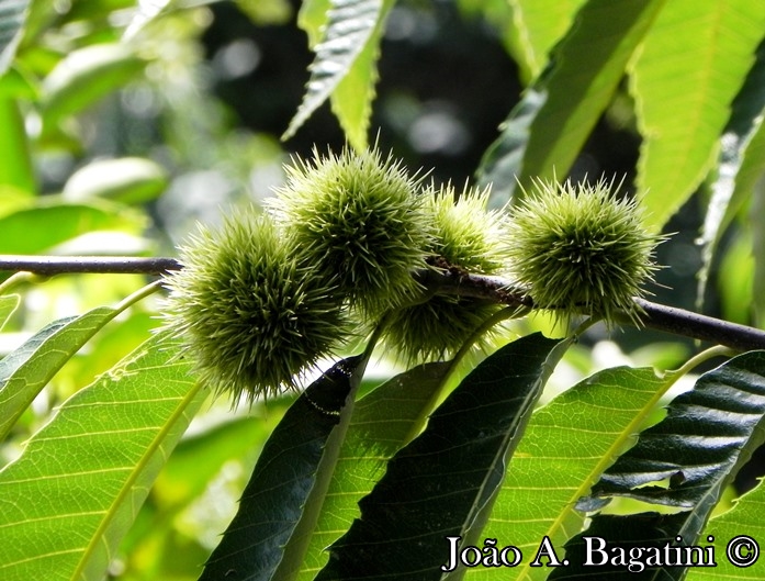 Castanea sativa