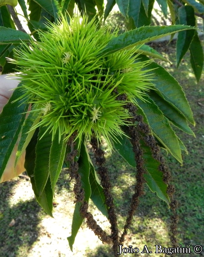 Castanea sativa