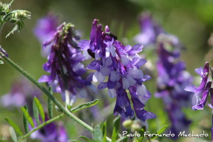 Vicia villosa