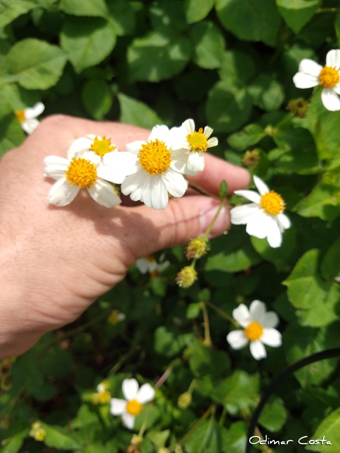 Bidens Pilosa