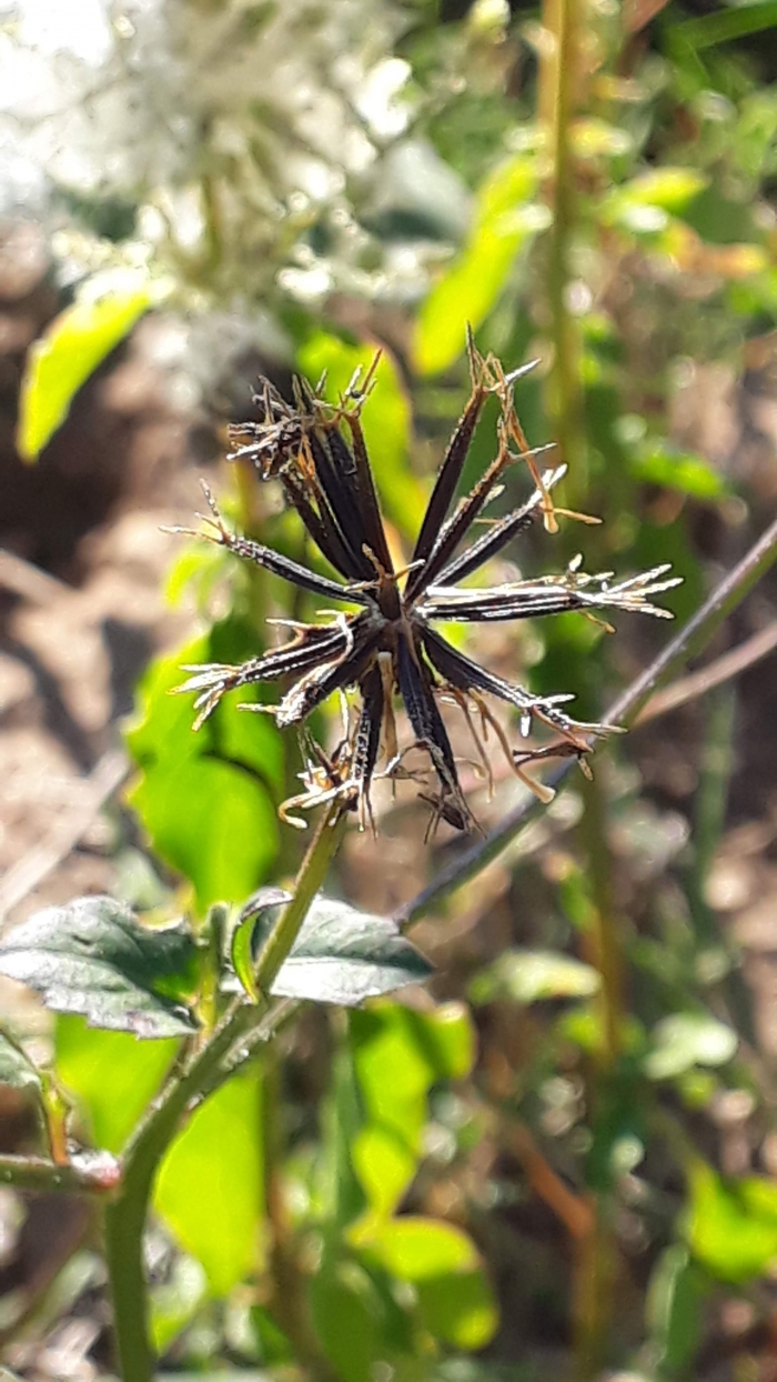 Bidens pilosa