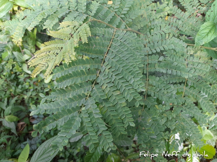 Caesalpinia pluviosa