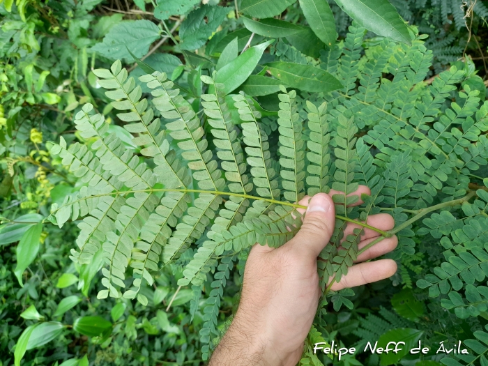 Caesalpinia pluviosa