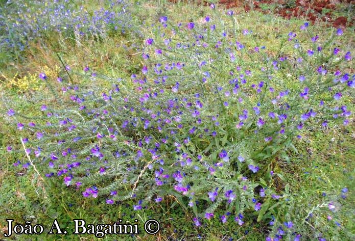 Echium plantagineum
