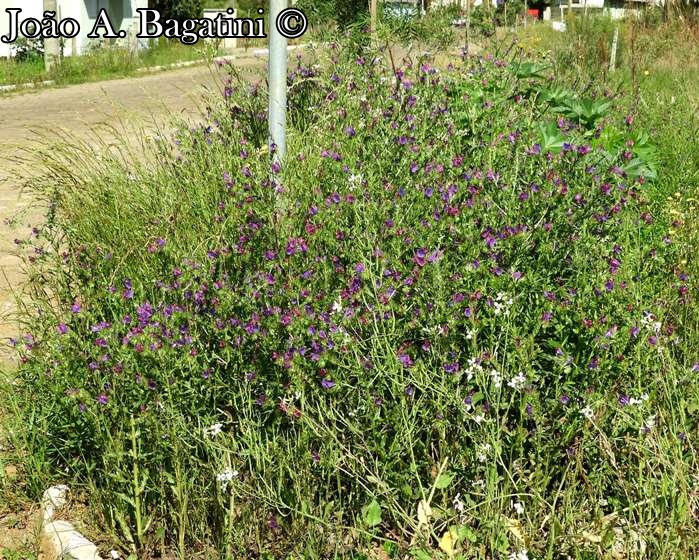 Echium plantagineum