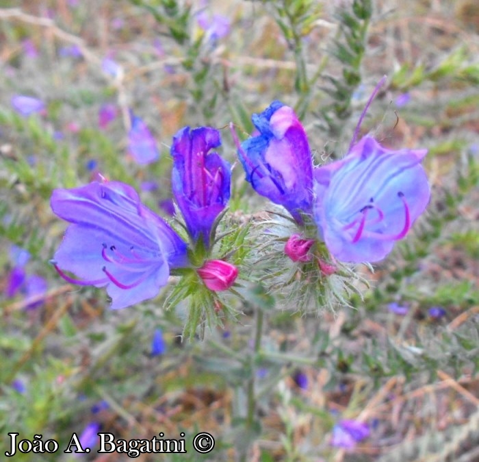 Echium plantagineum