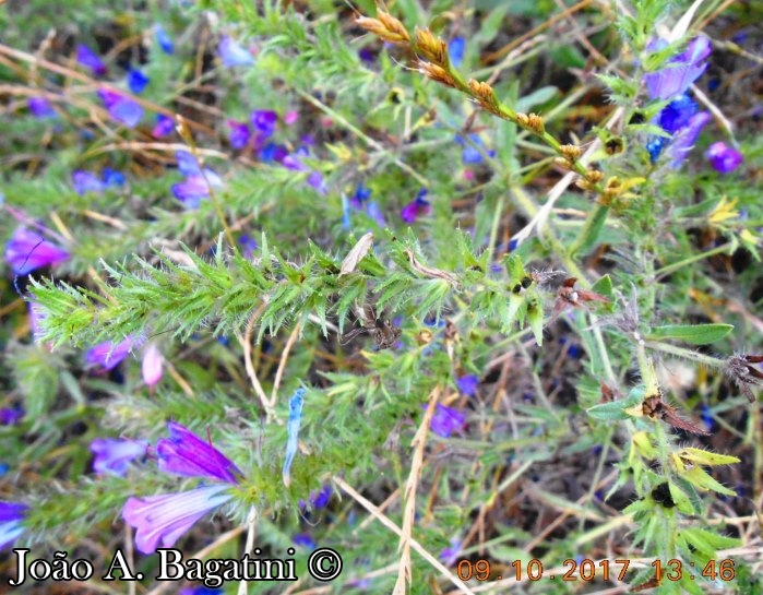 Echium plantagineum