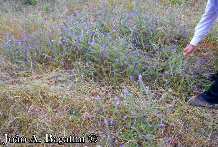 Echium plantagineum