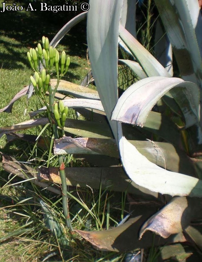 Agave americana