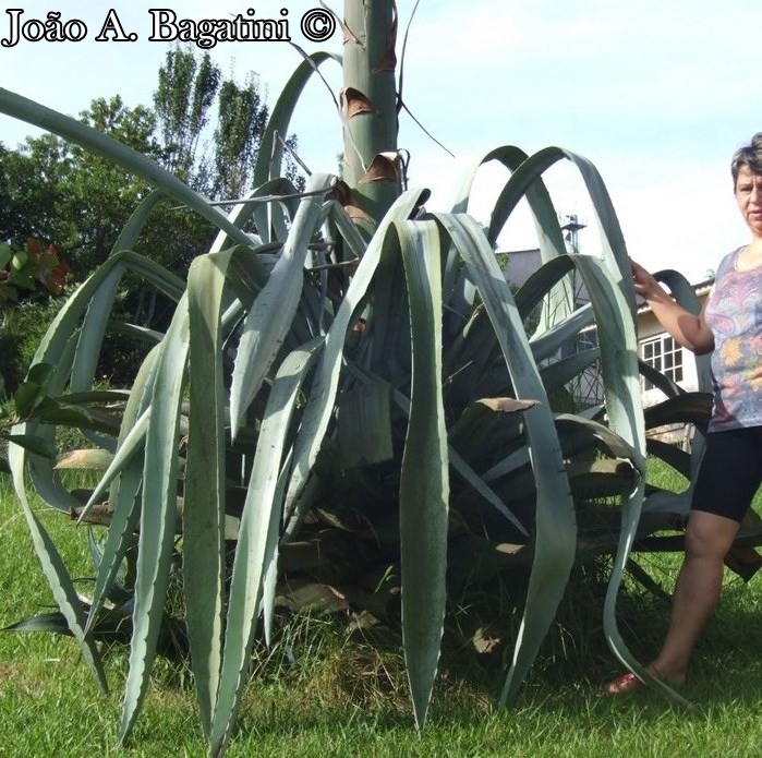 Agave americana