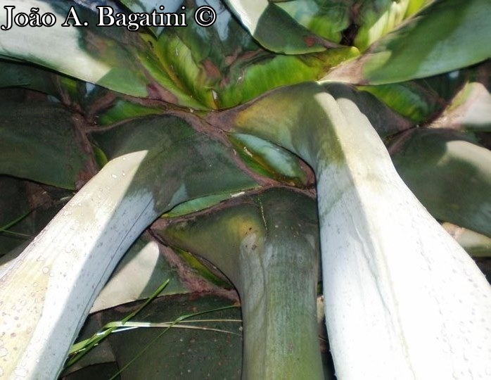 Agave americana