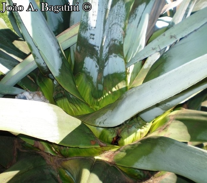 Agave americana