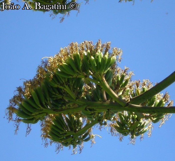 Agave americana