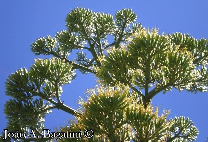 Agave americana