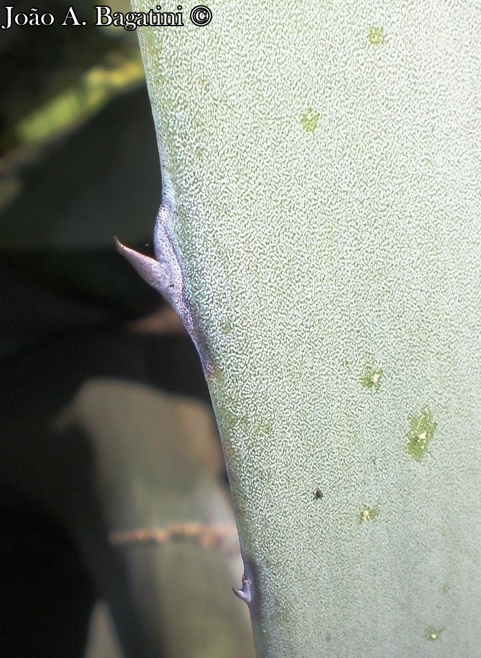 Agave americana