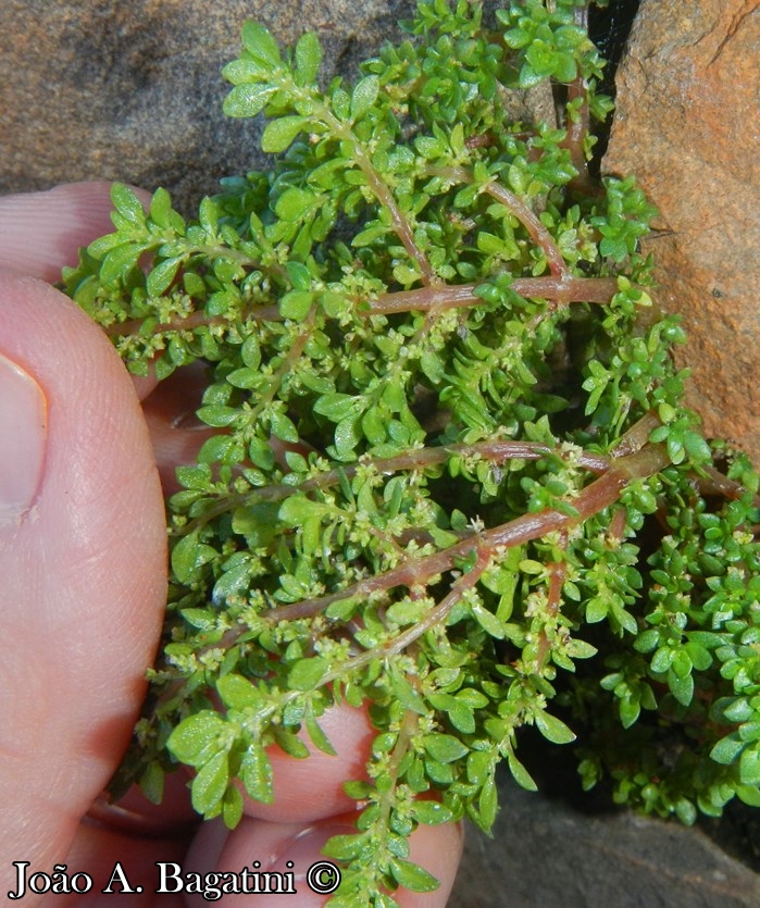 Pilea microphylla