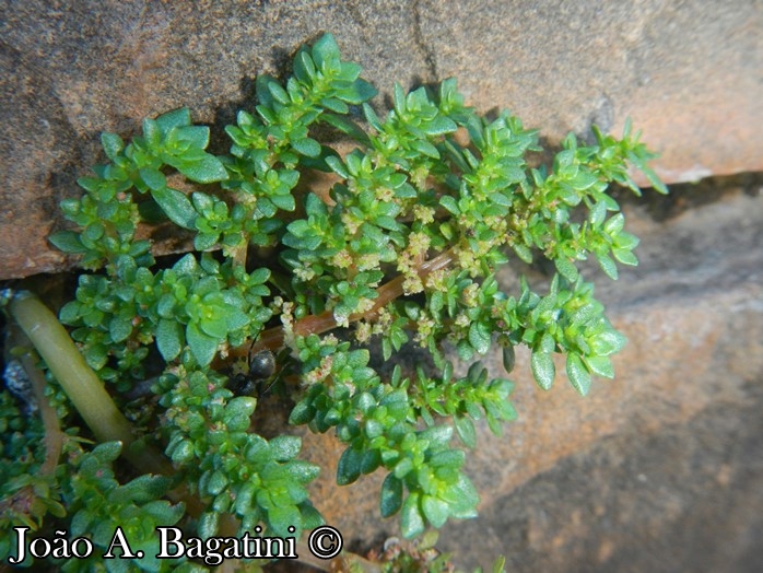 Pilea microphylla