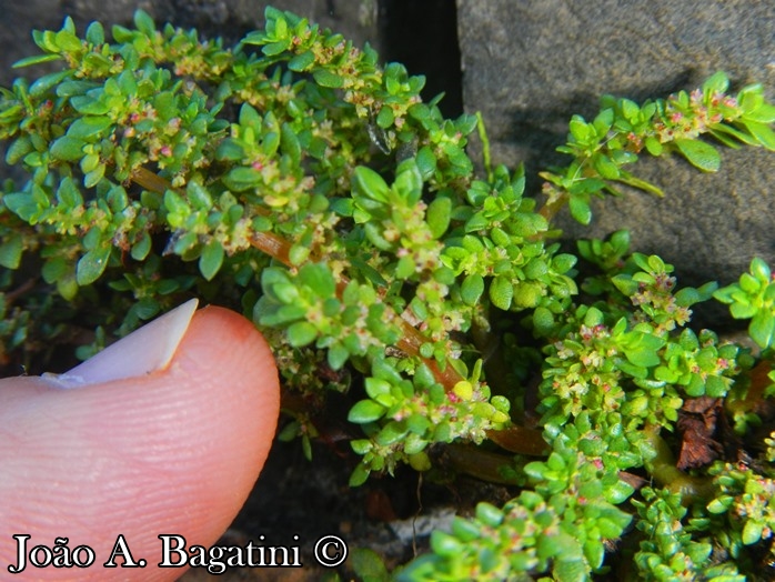 Pilea microphylla