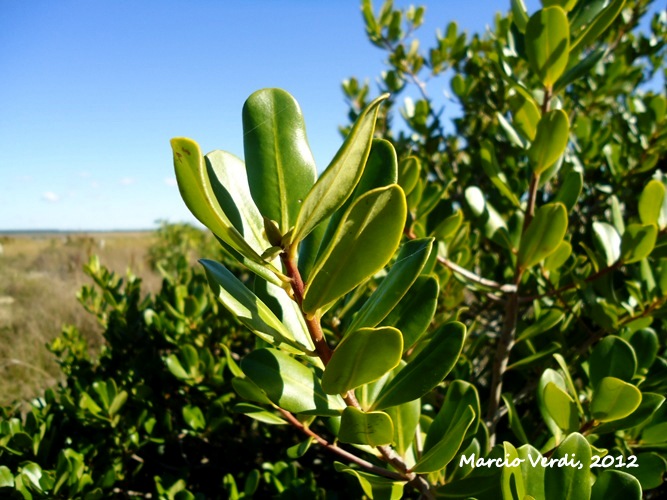 Myrsine parvifolia