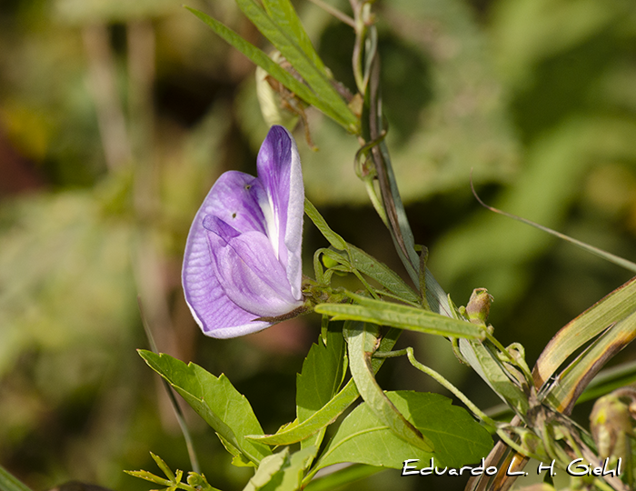 Centrosema virginianum