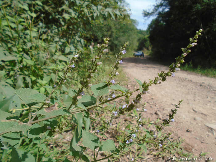 Cantinoa mutabilis