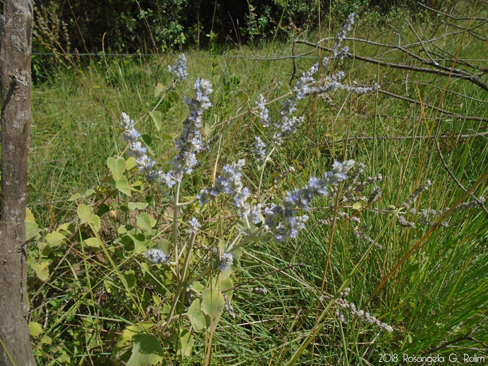 Cantinoa althaeifolia