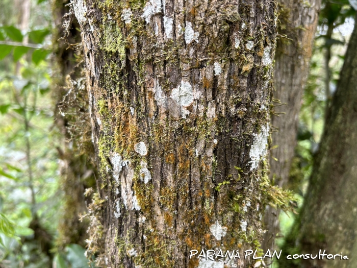 Sebastiania commersoniana