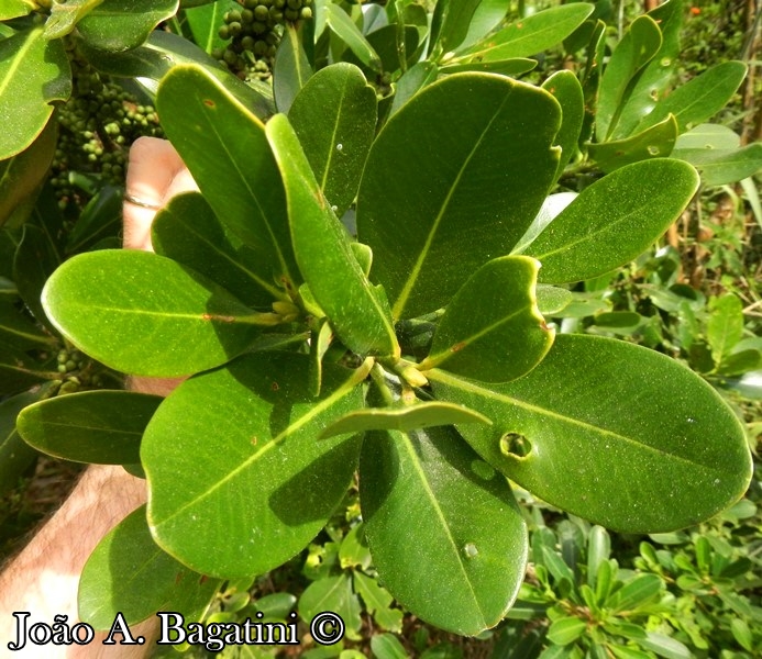 Myrsine parvifolia