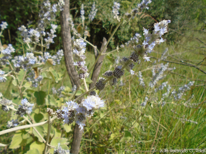 Cantinoa althaeifolia