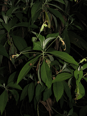 Siphocampylus umbellatus