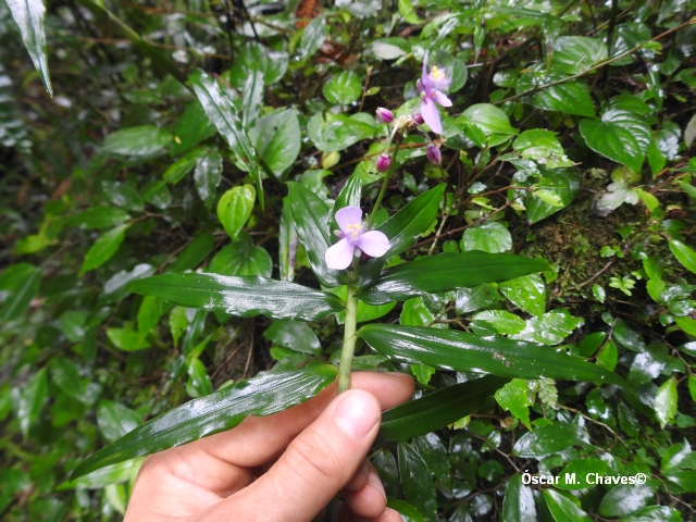 Tradescantia sp.