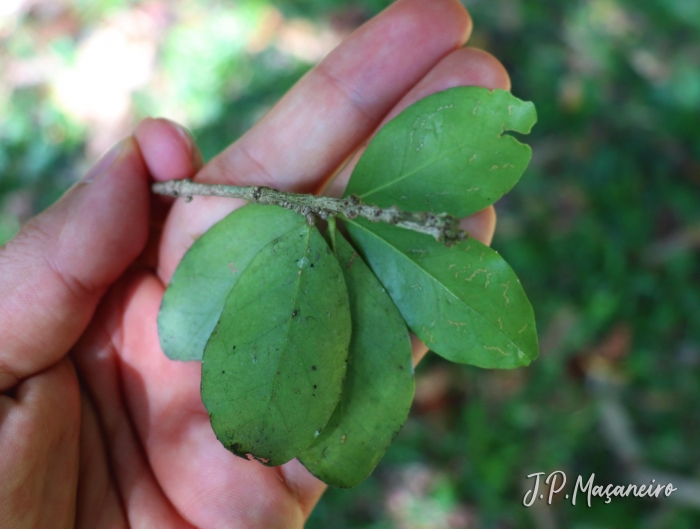 Malpighia emarginata