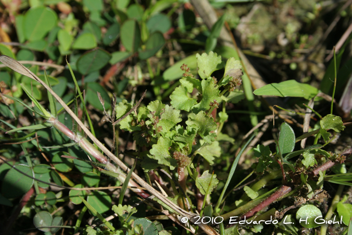 Gunnera herteri