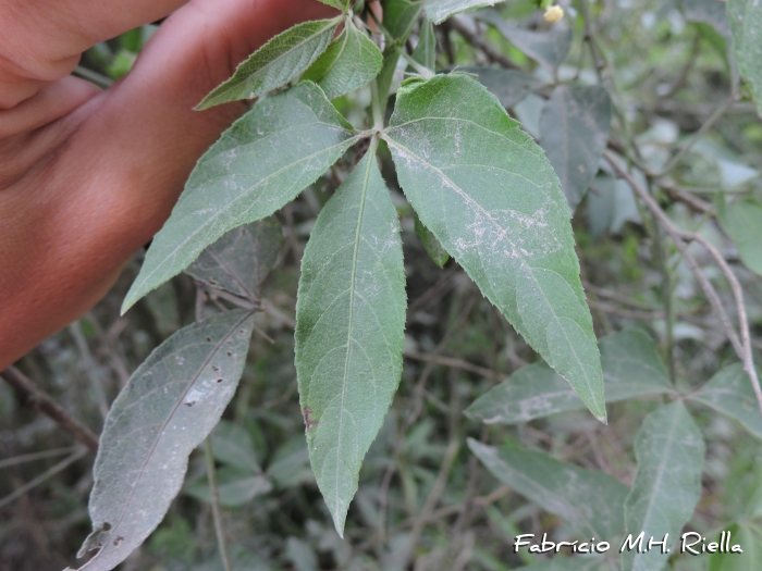 Dalechampia stenosepala