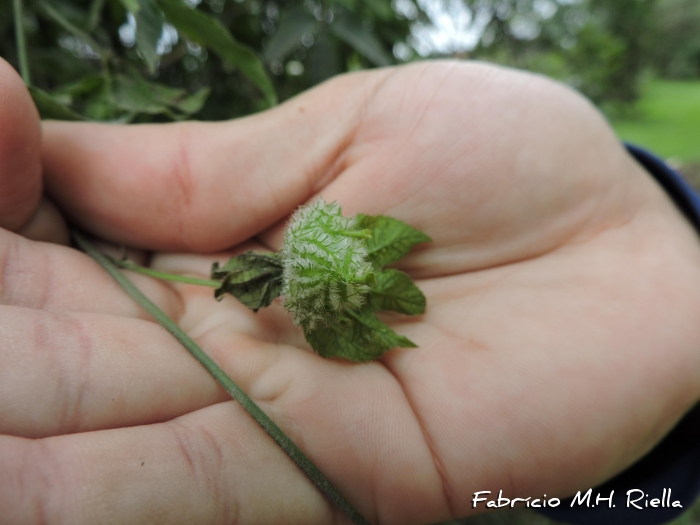 Dalechampia stenosepala