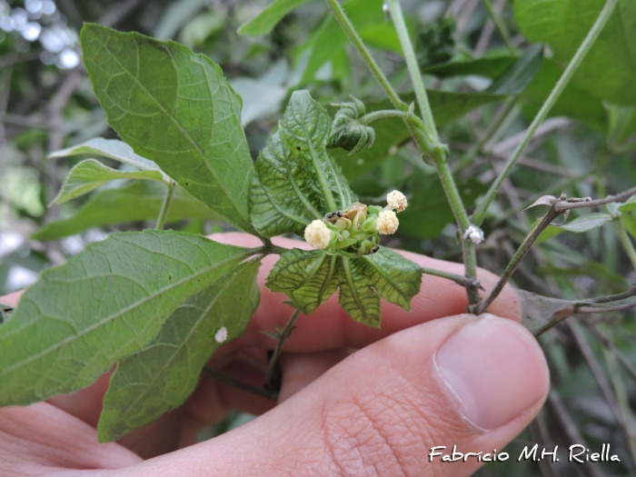 Dalechampia stenosepala