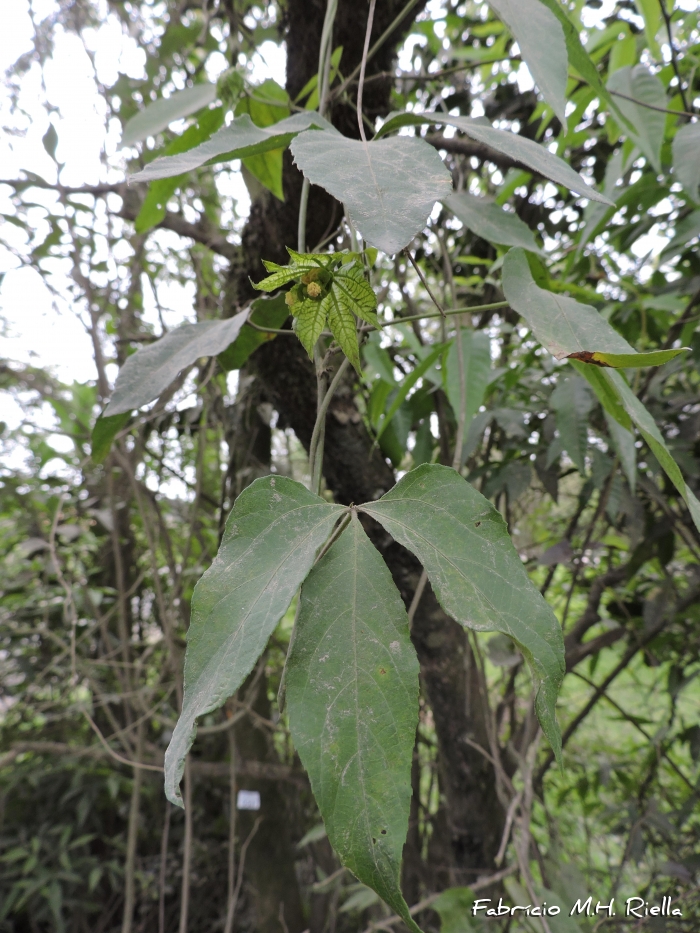 Dalechampia stenosepala